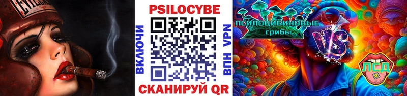 Купить где  Ветлуга  Псилоцибиновые грибы Psilocybine cubensis 
